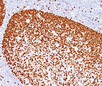 PCNA Antibody
