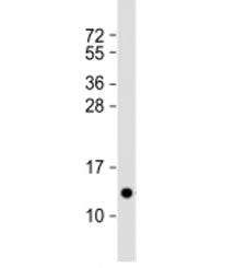 Western blot testing of human spleen lysate with PF4 antibody at 1:2000. Expected molecular weight: 