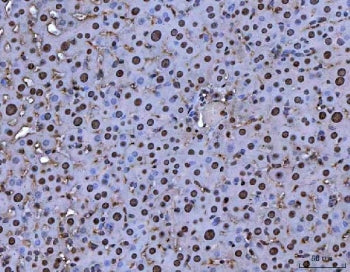 MYBL2 Antibody