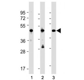 NSFL1C Antibody (N-Terminal)