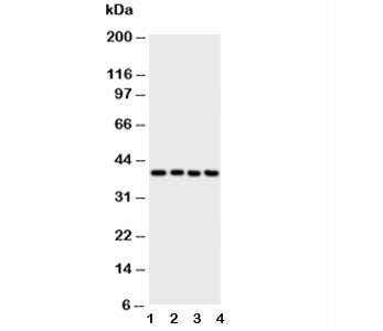 ATF4 Antibody