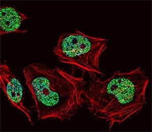 CUX1 Antibody
