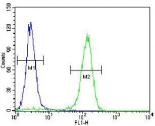 Cyclin C Antibody (CCNC)