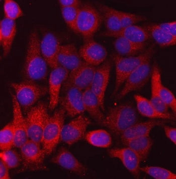 Immunofluorescent staining of FFPE human HeLa cells with CANX antibody (red) and DAPI nuclear stain 