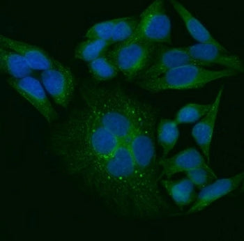Immunofluorescent staining of FFPE human HeLa cells with TRAIP antibody (green) and DAPI nuclear sta
