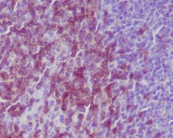 CD3 epsilon Antibody