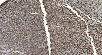 Ku70 Antibody