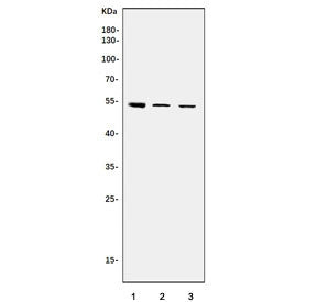TEF-1 Antibody / TEAD1