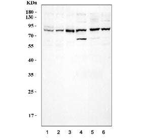 Western blot testing of 1) human HeLa, 2) K562, 3) Ramos, 4) rat brain, 5) mouse brain and 6) mouse NIH 3T3 cell lysate with CUL3 antibody. Expected molecular weight: ~89 kDa.