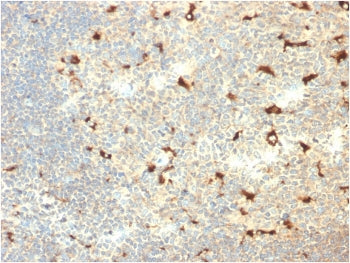 CD68 Antibody