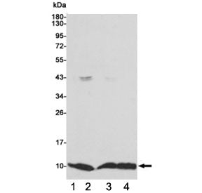 S100A6 Antibody