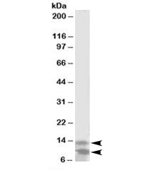 DPM3 Antibody