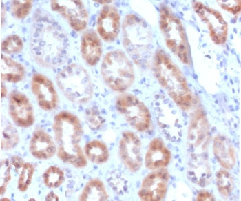 IHC staining of FFPE human kidney with recombinant MTAP antibody (clone SMTP-1R). Required HIER: ste