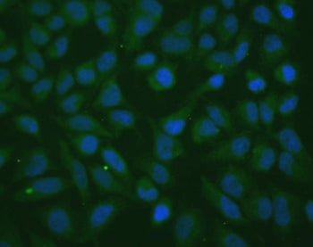 Thioredoxin 2 Antibody / TXN2