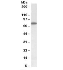 Western blot testing of HepG2 lysate with Arginyl-tRNA synthetase antibody at 1ug/ml. Predicted/obse
