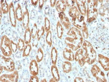 IHC staining of FFPE human kidney with recombinant COX-2 antibody (clone COX2/3320R). HIER: boil tis