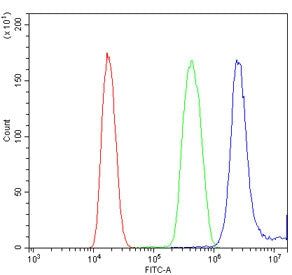 HOXB9 Antibody
