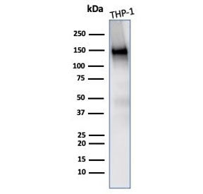 Western blot testing of human THP-1 cell lysate with CD31 antibody (clone PECAM1/3533). Expected mol