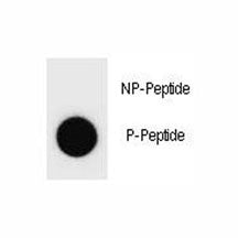 Dot blot analysis of phospho-Cyclin B3 antibody. 50ng of phos-peptide or nonphos-peptide per dot wer