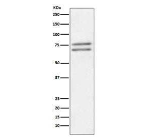 ADAM10 Antibody