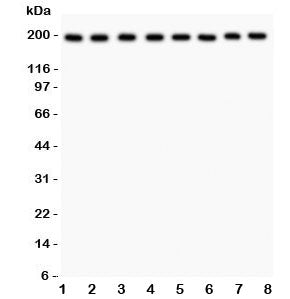 ZO-1 Antibody
