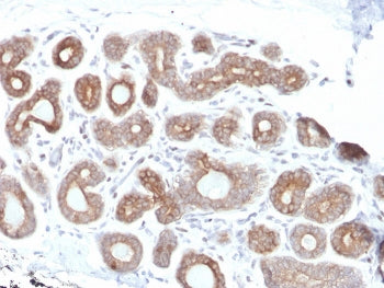 Calpain 1 Antibody / CAPN1