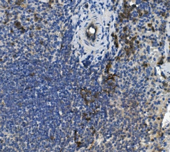 Scramblase 1 Antibody / PLSCR1