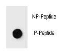 Dot blot analysis of phospho-JUN antibody. 50ng of phos-peptide or nonphos-peptide per dot were spot
