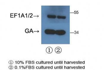 EEF1A1/2 Antibody