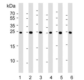 PSMA5 Antibody