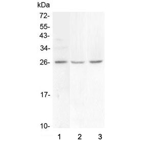 Western blot testing of 1) human COLO-320, 2) rat brain and 3) mouse brain lysate with FGF9 antibody