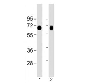 LAT1 Antibody (N-Terminal Region)