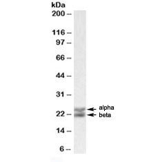 Caveolin 1 Antibody