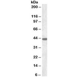 Western blot testing of rat brain lysate with Connexin 43 antibody at 0.3ug/ml. Predicted molecular 
