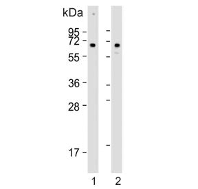 CLEC4F Antibody