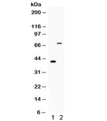 Western blot testing of 1) mouse testis and 2) mouse NIH3T3 lysate with Cd46 antibody. Observed mole