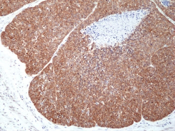 MSI2 Antibody / Musashi 2