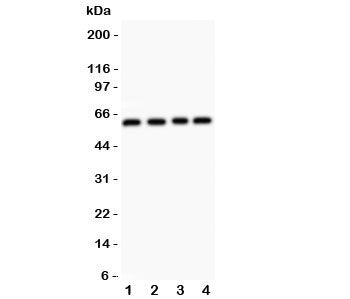 RUNX2 Antibody
