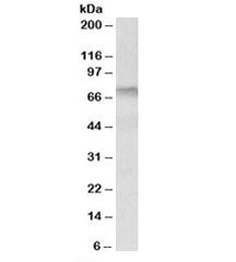 Transglutaminase 3 Antibody