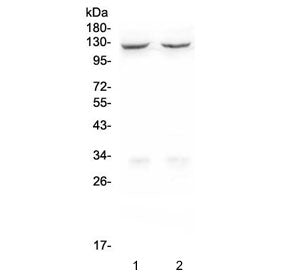 CD41 Antibody / ITGA2B