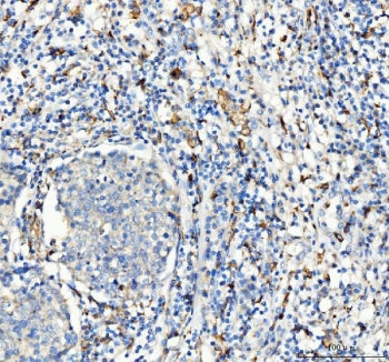 CD163 Antibody