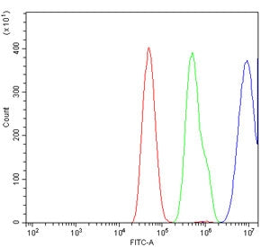 CEBPD Antibody / CEBP Delta