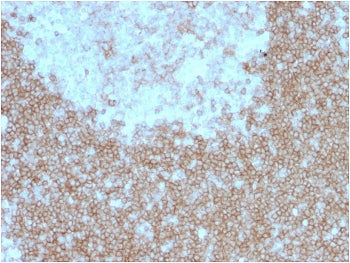 BAFF Receptor Antibody