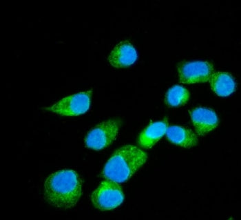 Immunofluorescent staining of FFPE human T-47D cells with Erlin-2 antibody (green) and DAPI nuclear 