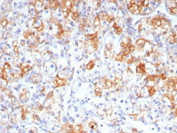 COX2 Antibody / PTGS2