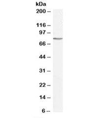 Western blot testing of K562 cell lysate with GAB2 antibody at 0.5ug/ml. Predicted molecular weight: