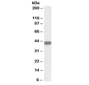 Western blot testing of HEK293 lysate with CXCR6 antibody at 1ug/ml. Predicted molecular weight: ~39