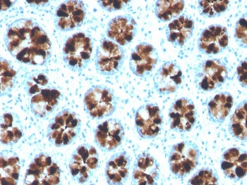 IHC staining of FFPE human colon with ITLN1 antibody. HIER: boil tissue sections in pH 9 10mM Tris w