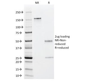 SDS-PAGE analysis of purified, BSA-free EBV Early Antigens antibody (clone 1108-1) as confirmation o