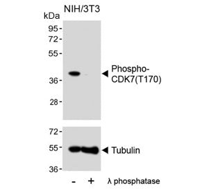 Phospho-CDK7 Antibody (pT170)